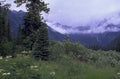 north cascade forest 1980s 1990s A4 Photo Print