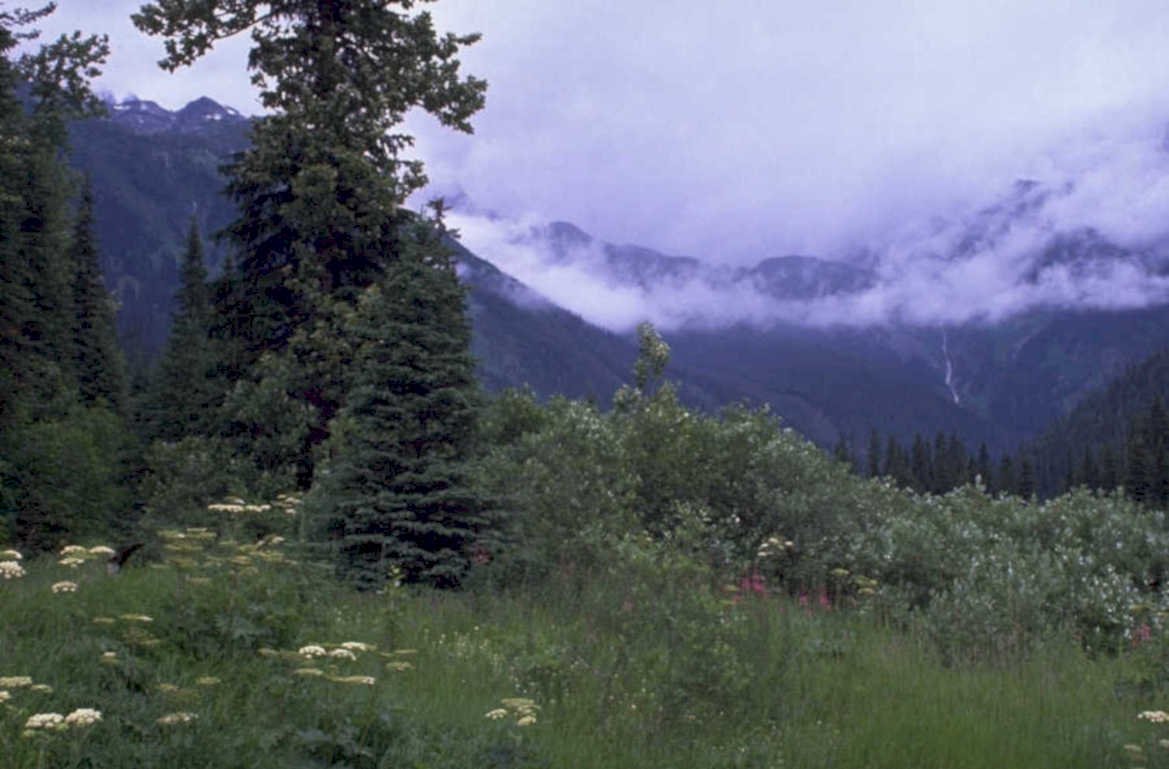 north cascade forest 1980s 1990s A4 Photo Print