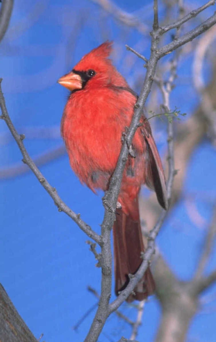 northern cardinal portrait 1980s 1990s A4 Photo Print