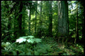 northwest rainforest douglasfir1980s 1990s A4 Photo Print