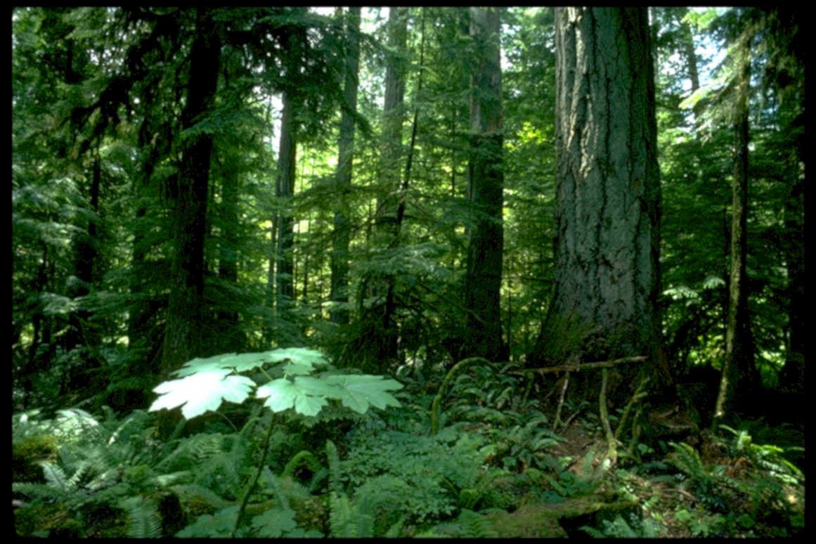 northwest rainforest douglasfir1980s 1990s A4 Photo Print