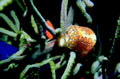 nudibranch reef coral1980s 1990s A4 Photo Print
