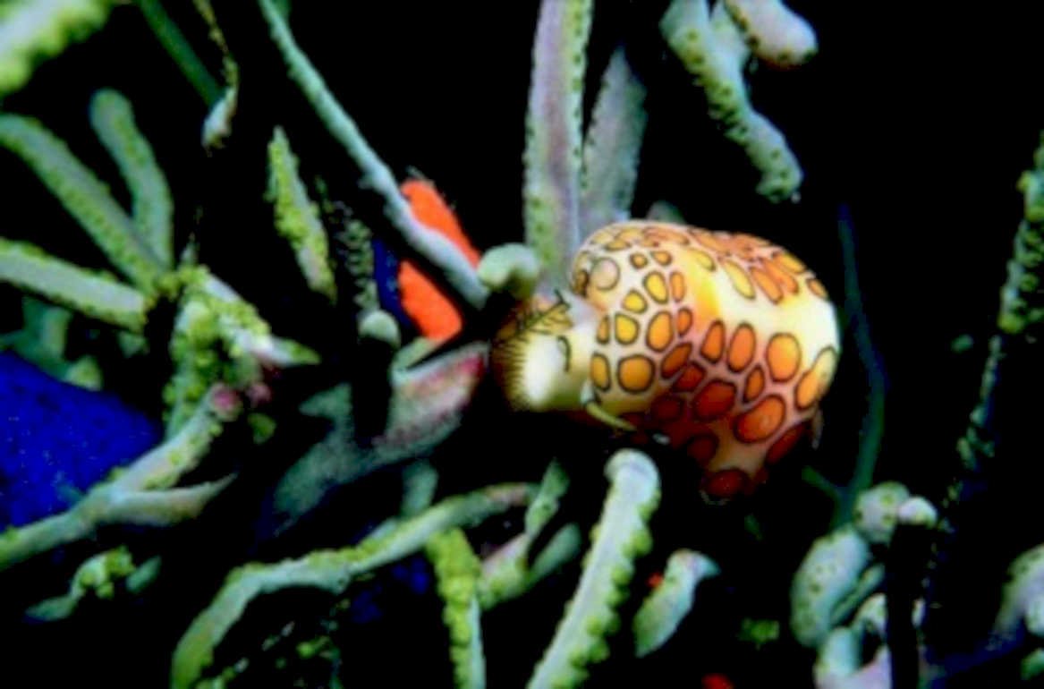 nudibranch reef coral1980s 1990s A4 Photo Print