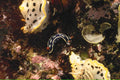 nudibranchs coral reef1980s 1990s A4 Photo Print