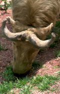 nyala antelope horns Vintage A4 Photo Print