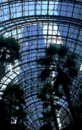 nybg hauptconservatory palmtrees 1980s 1990s A4 Photo Print