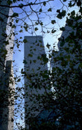 nyc wtc trees 1980s 1990s A4 Photo Print