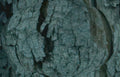 oak bark detail Vintage A4 Photo Print