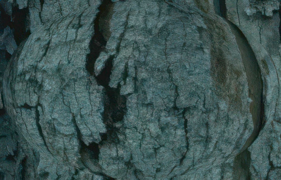 oak bark detail Vintage A4 Photo Print