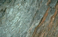 oak bark lichen Vintage A4 Photo Print