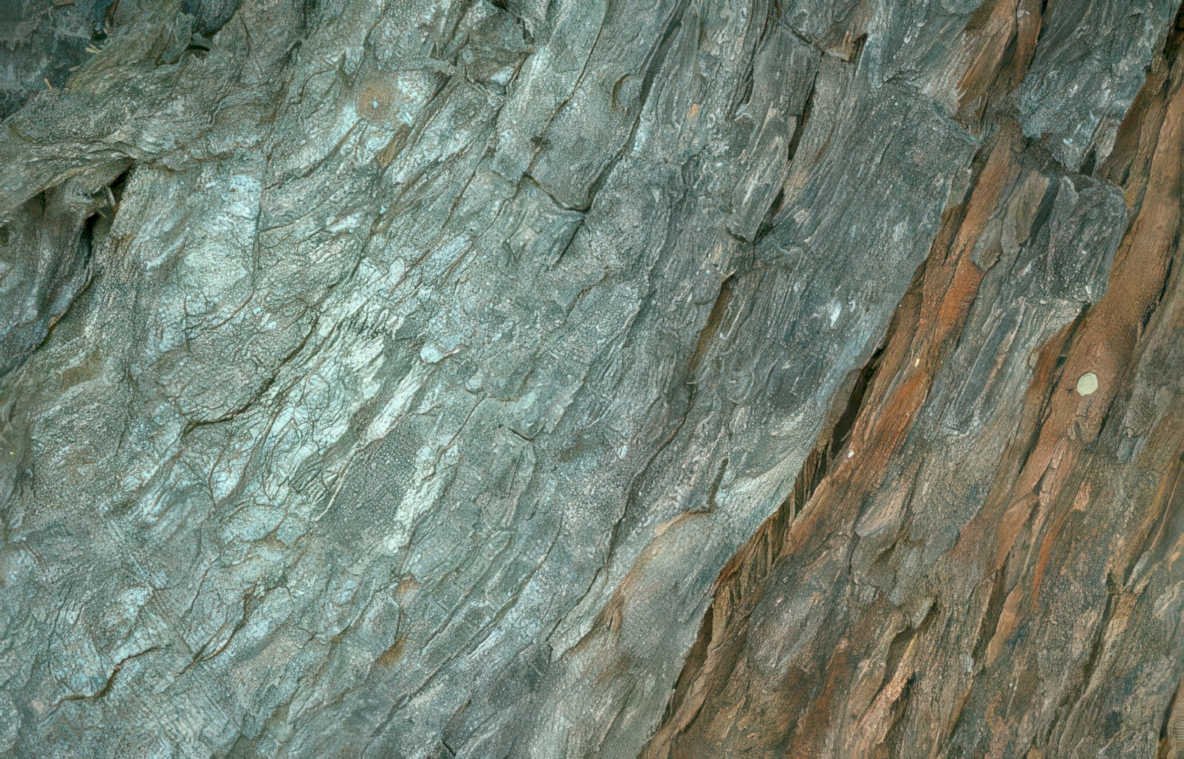 oak bark lichen Vintage A4 Photo Print