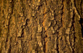 oak bark texture Vintage A4 Photo Print