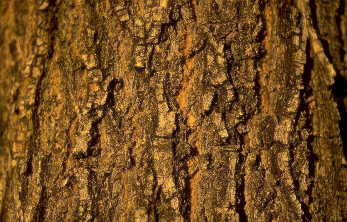oak bark texture Vintage A4 Photo Print