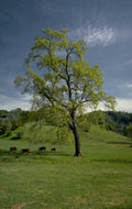 oak cattle hills 1980s 1990s A4 Photo Print