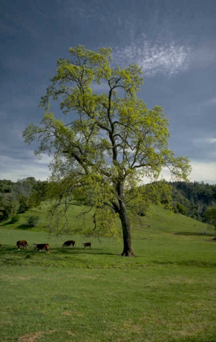 oak cattle hills 1980s 1990s A4 Photo Print