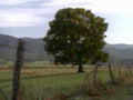 oak field mountains1980s 1990s A4 Photo Print