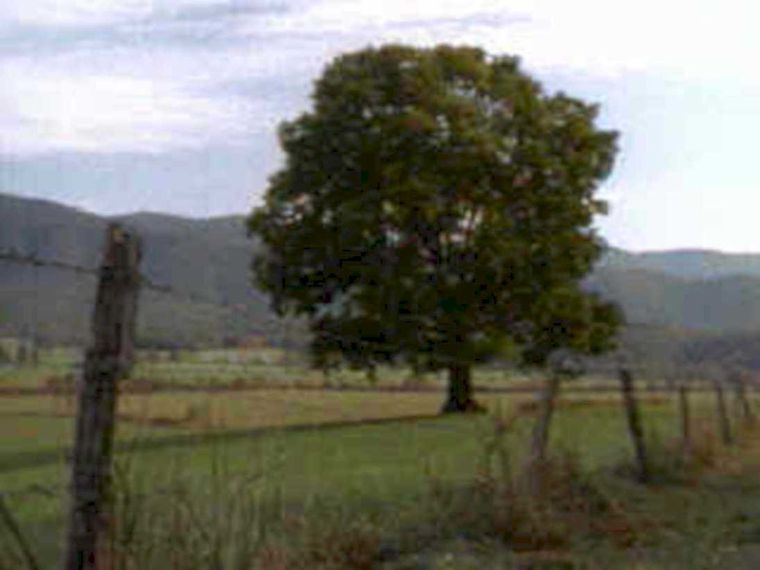 oak field mountains1980s 1990s A4 Photo Print
