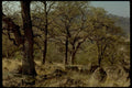 oak hills autumn1980s 1990s A4 Photo Print