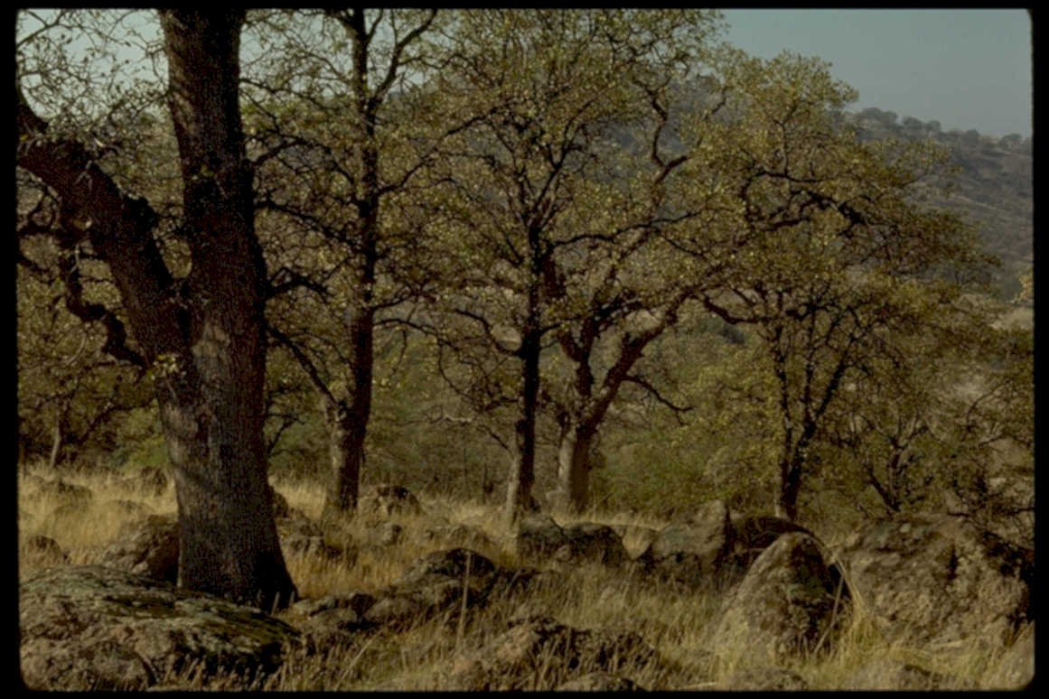 oak hills autumn1980s 1990s A4 Photo Print