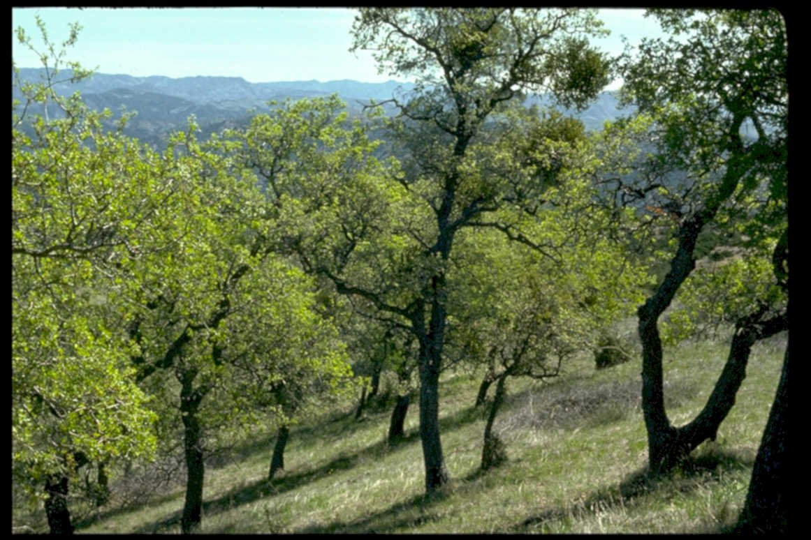 oak hills spring1980s 1990s A4 Photo Print