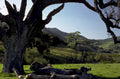 oak hillside mountains 1980s 1990s A4 Photo Print