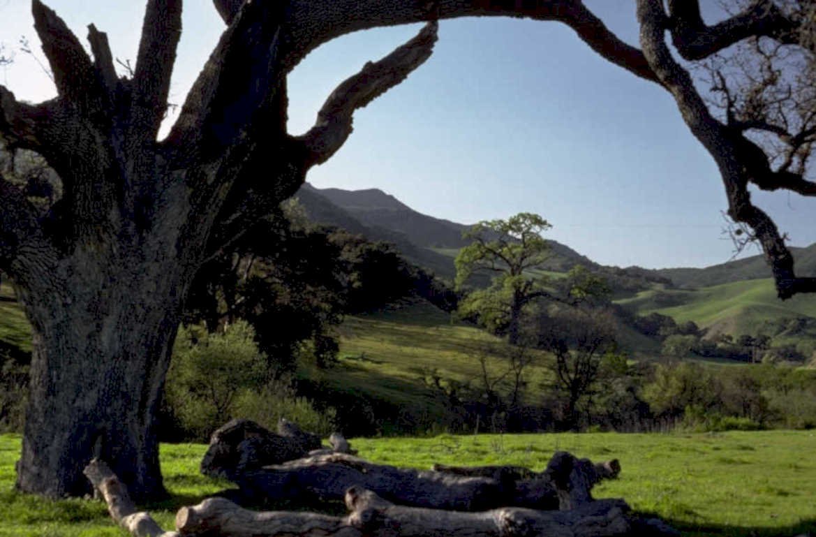 oak hillside mountains 1980s 1990s A4 Photo Print
