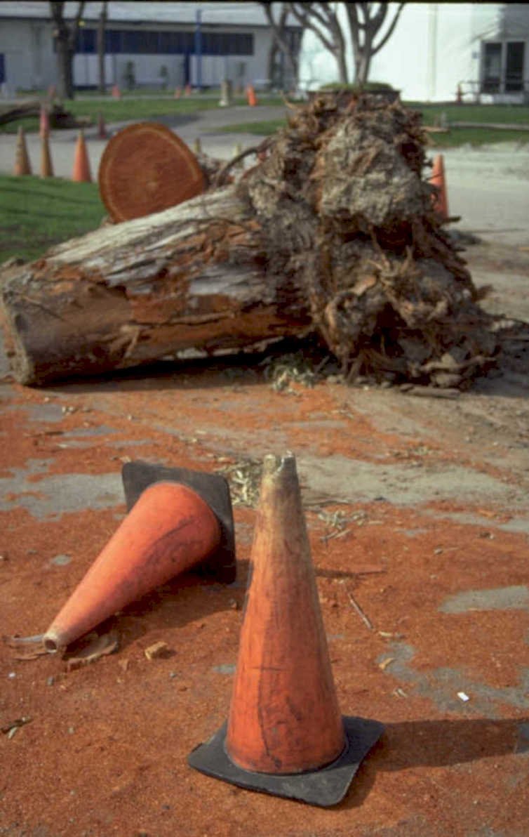 oak log cones 1980s 1990s A4 Photo Print