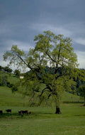 oak pasture hills 1980s 1990s A4 Photo Print