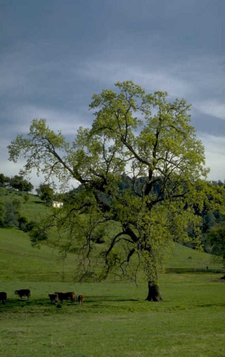 oak pasture hills 1980s 1990s A4 Photo Print