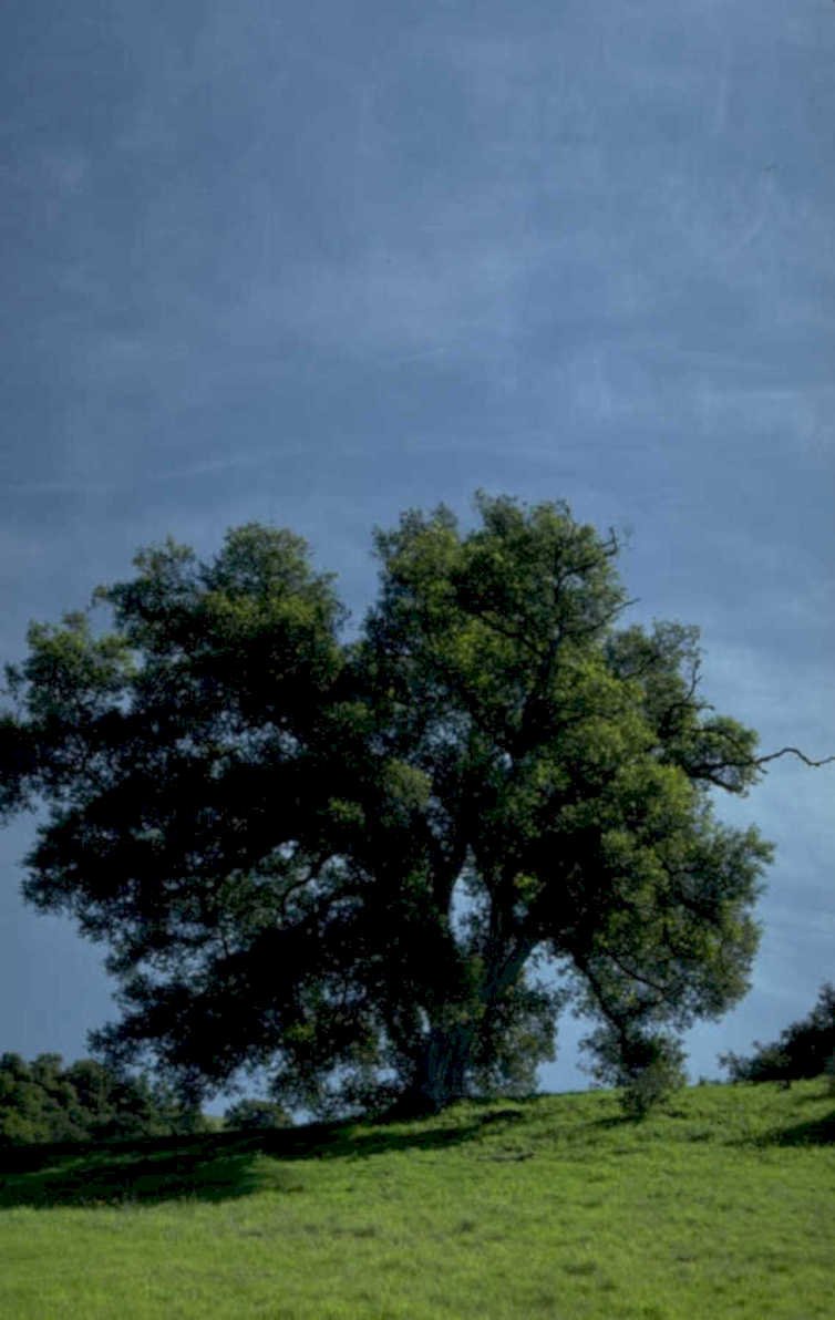 oak tree hill 1980s 1990s A4 Photo Print