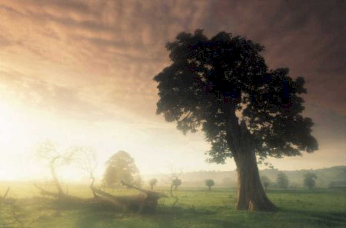 oak tree sunrise UK GB British A4 Photo Print