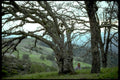 oak trees hillside1980s 1990s A4 Photo Print