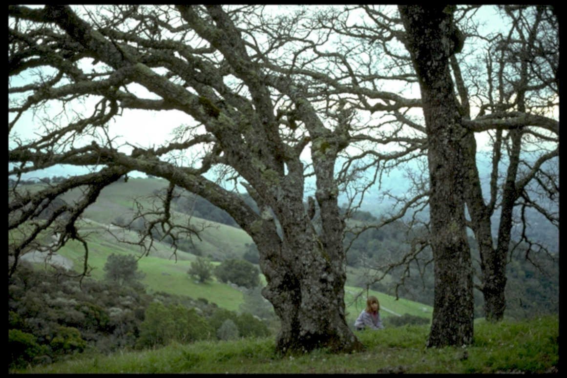 oak trees hillside1980s 1990s A4 Photo Print