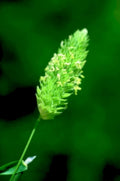 oat flower spike1980s 1990s A4 Photo Print