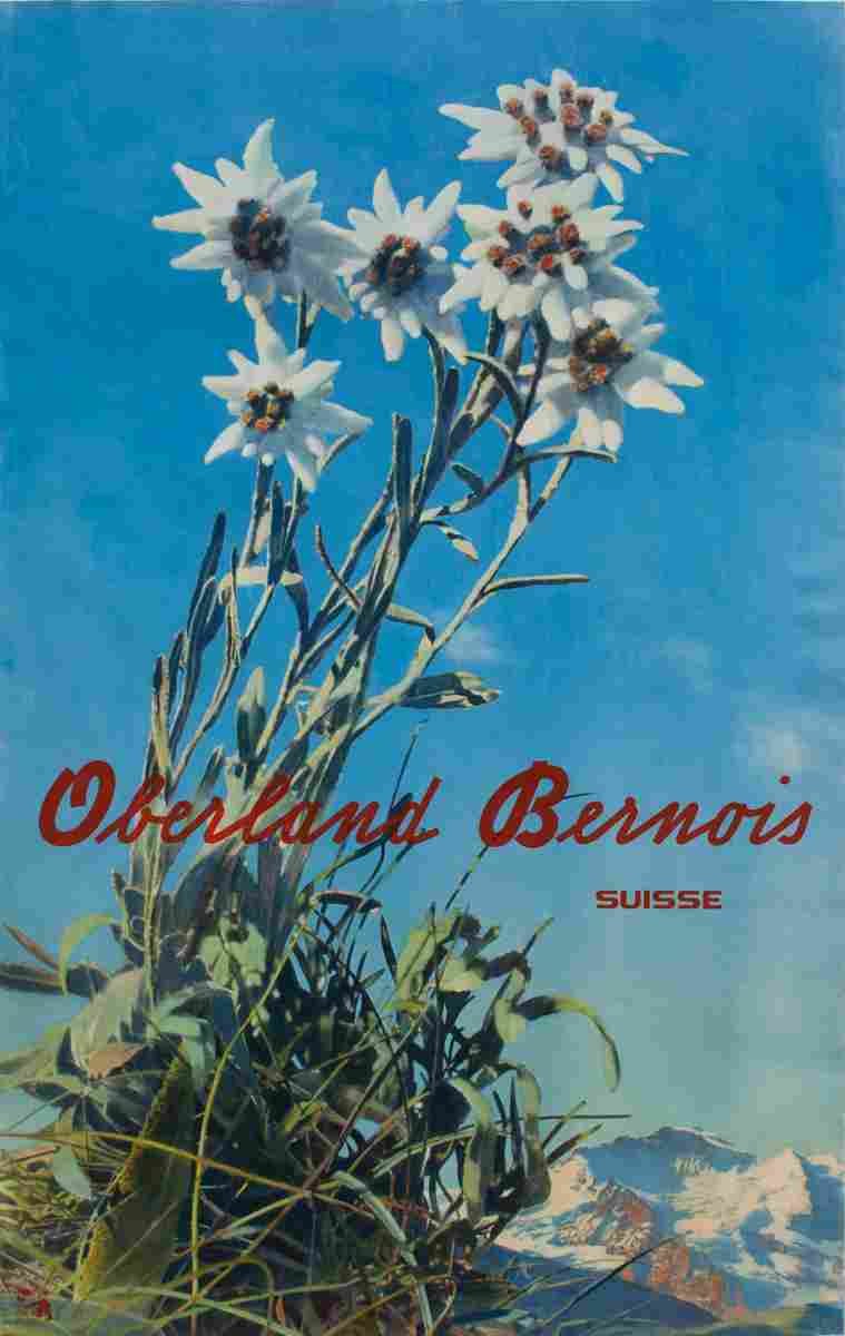 oberland bernois albert steiner amstutz herdeg 1940 4 Advert A4 Photo Print