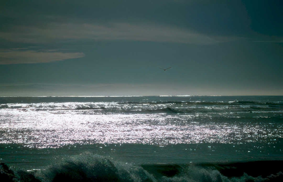 ocean seagull waves Vintage A4 Photo Print