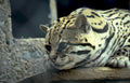 ocelot fence portrait Vintage A4 Photo Print