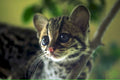 ocelot kitten portrait1980s 1990s A4 Photo Print