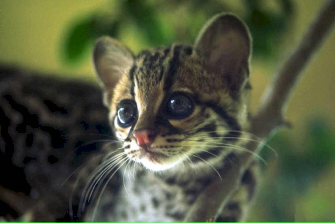 ocelot kitten portrait1980s 1990s A4 Photo Print