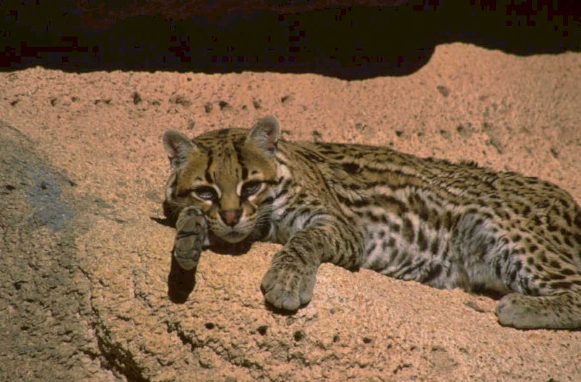 ocelot portrait sand 1980s 1990s A4 Photo Print