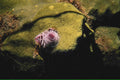 octopus coral reef1980s 1990s A4 Photo Print