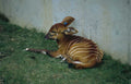 okapi grass wall Vintage A4 Photo Print
