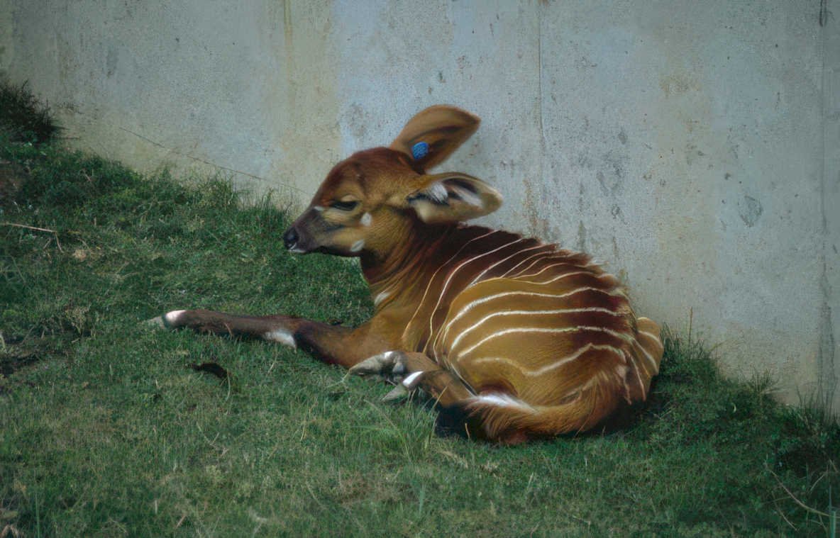 okapi grass wall Vintage A4 Photo Print