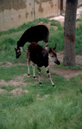 okapi grazing enclosure Vintage A4 Photo Print