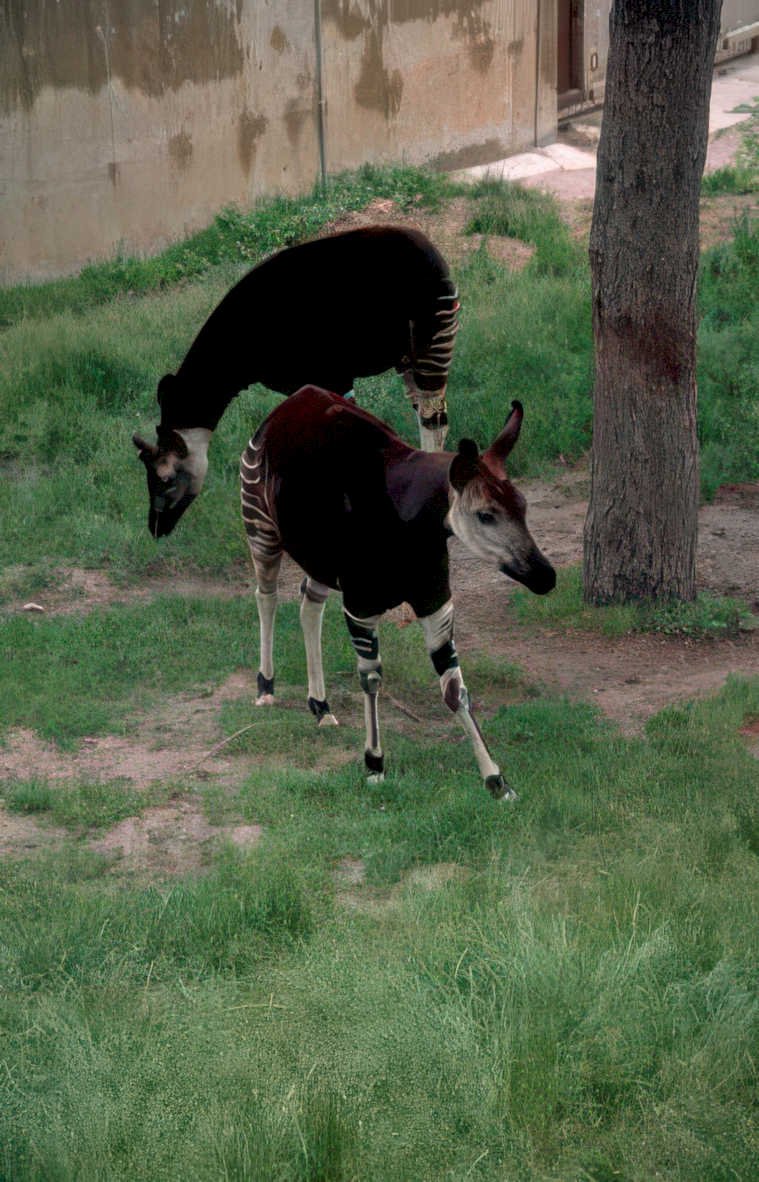 okapi grazing enclosure Vintage A4 Photo Print