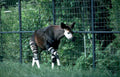 okapi zoo grass Vintage A4 Photo Print