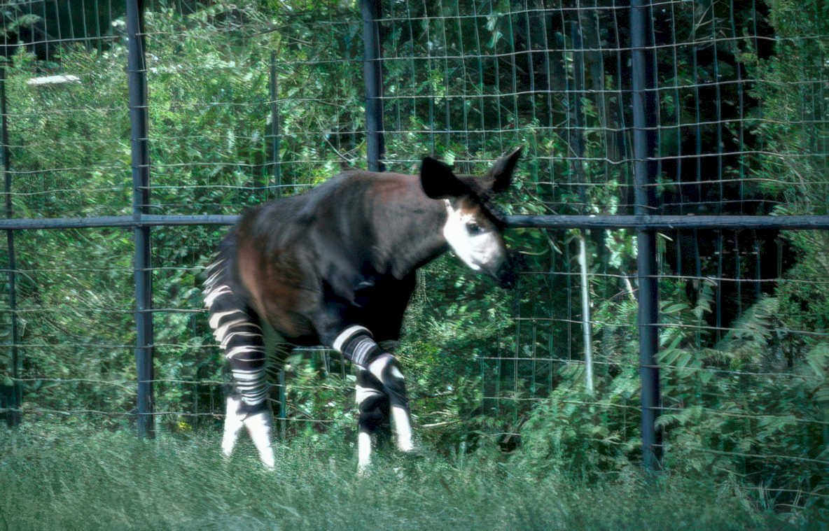 okapi zoo grass Vintage A4 Photo Print
