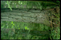 old growth cedar1980s 1990s A4 Photo Print