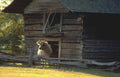 old log barn Vintage A4 Photo Print