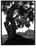 old olive tree corsica mc escher 1934 A4 Photo Print